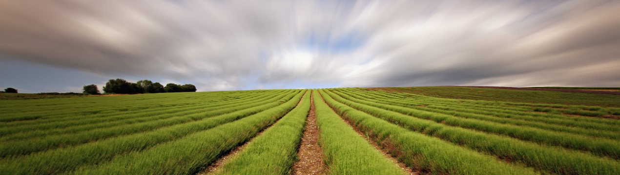 Донецькі селяни не поспішають декларувати доходи від паїв