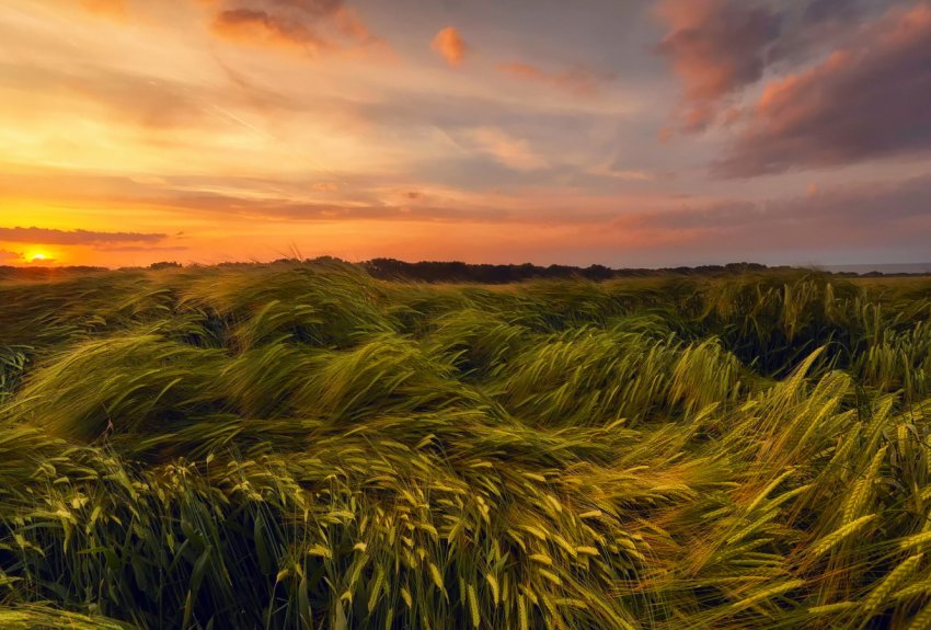 Донецькі селяни не поспішають декларувати доходи від паїв Донецькі селяни не поспішають декларувати доходи від паїв