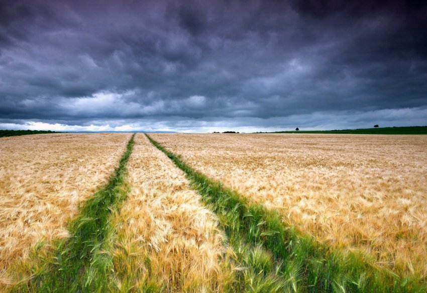 Донецькі селяни не поспішають декларувати доходи від паїв Донецькі селяни не поспішають декларувати доходи від паїв