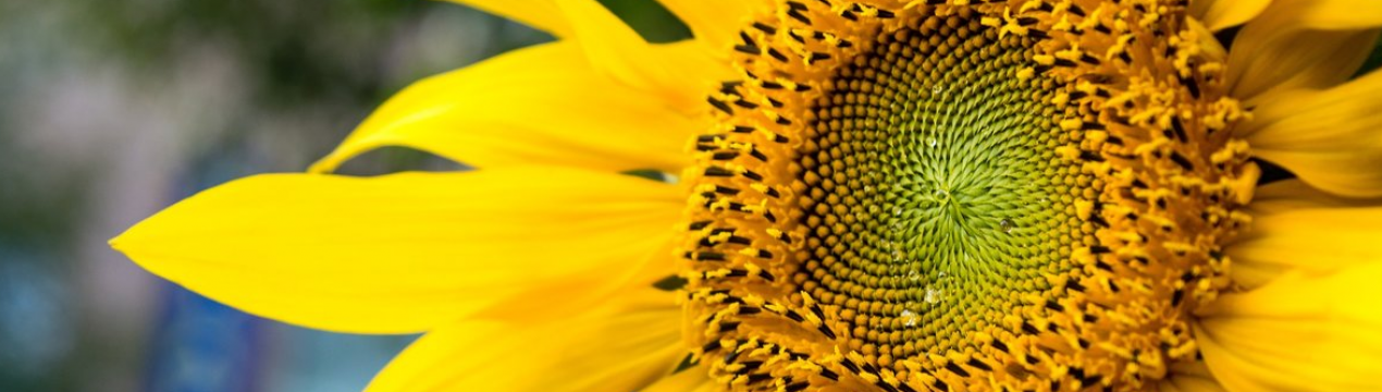 У 8 областях України почався збір соняшнику