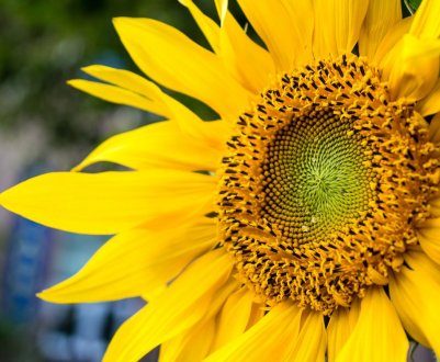 У 8 областях України почався збір соняшнику