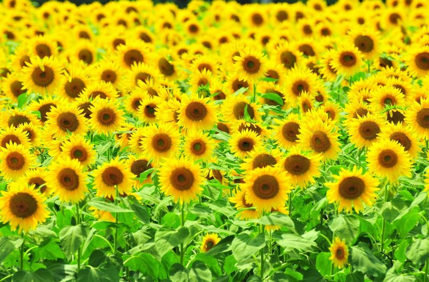 У 8 областях України почався збір соняшнику