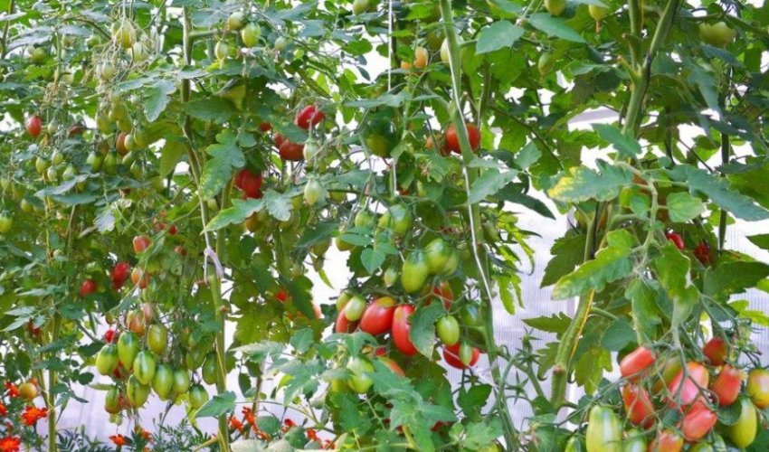 Сорт томатів Чіо Чіо Сан Сорт томатів Чіо Чіо Сан