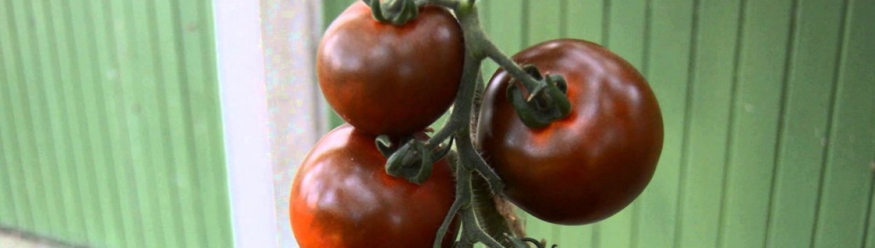 Чорні помідори «Кумато»: опис, агротехніка вирощування