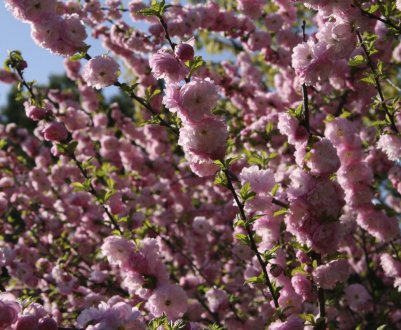 Луизеания, мигдаль трилопатевий — опис і властивості