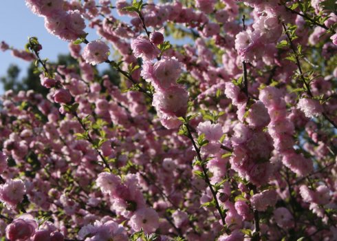 Луизеания, мигдаль трилопатевий — опис і властивості