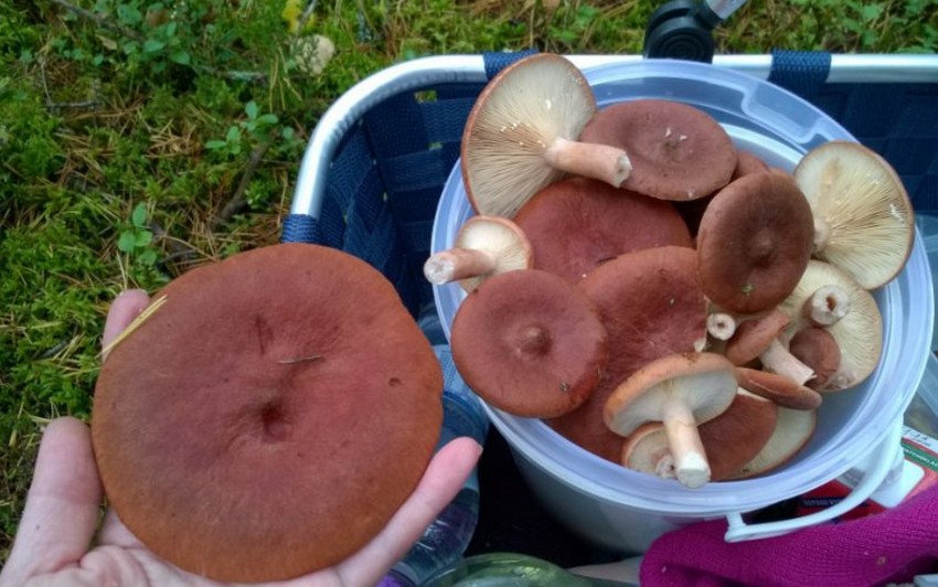 Грибы горькушка