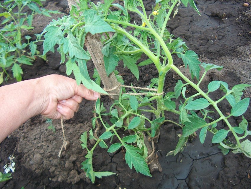 Підв'язування томатів Підв'язування томатів