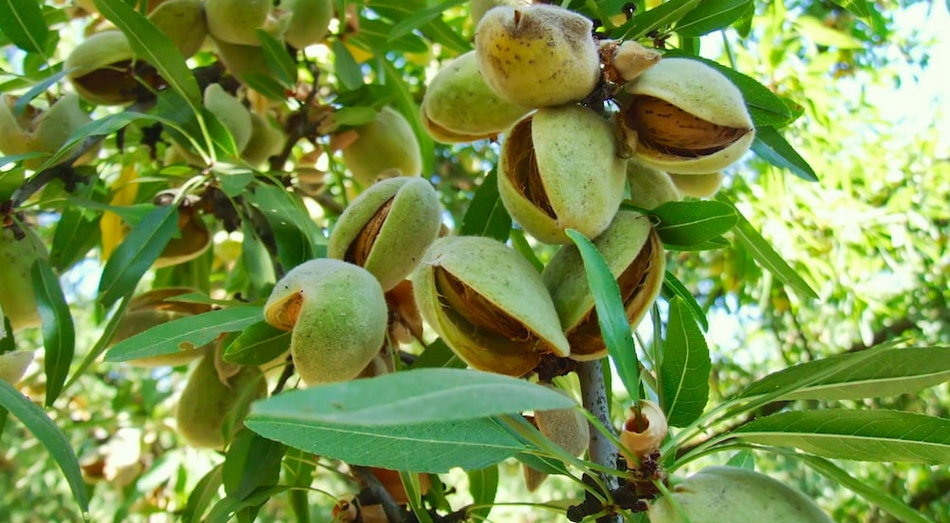 Дерево миндаль: описание растения, как выглядит и где растёт