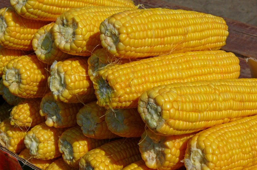 Поля українського господарства будуть охороняти квадрокоптеры Поля українського господарства будуть охороняти квадрокоптеры