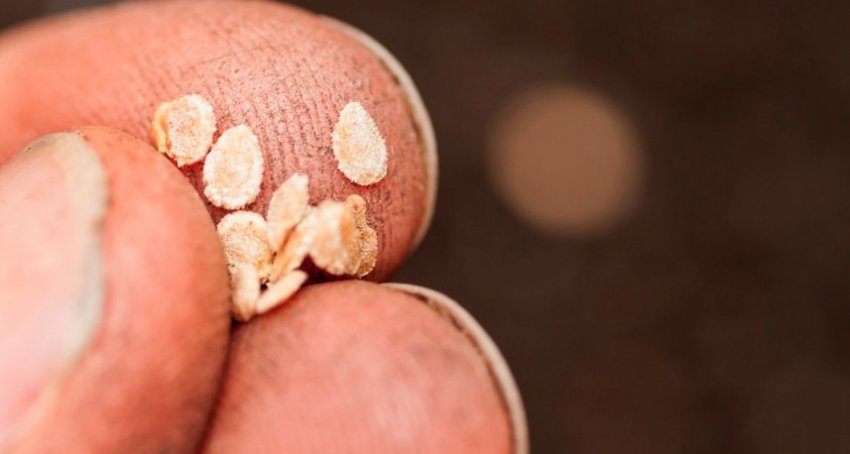 Посів насіння томату Посів насіння томату