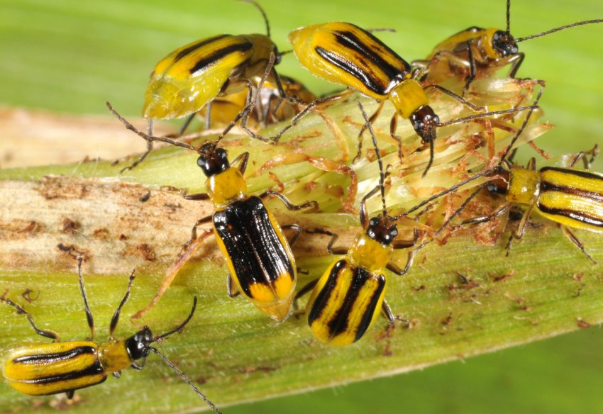 Кіровоградські агропідприємства постраждали від навали західного кукурудзяного жука Кіровоградські агропідприємства постраждали від навали західного кукурудзяного жука