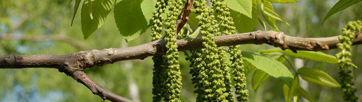 Цвітіння маньчжурського горіха