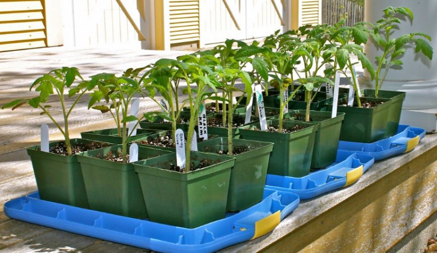 Загартовування розсади Загартовування розсади