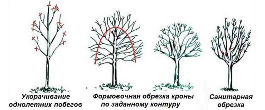 миндаль что это за дерево. Смотреть фото миндаль что это за дерево. Смотреть картинку миндаль что это за дерево. Картинка про миндаль что это за дерево. Фото миндаль что это за дерево