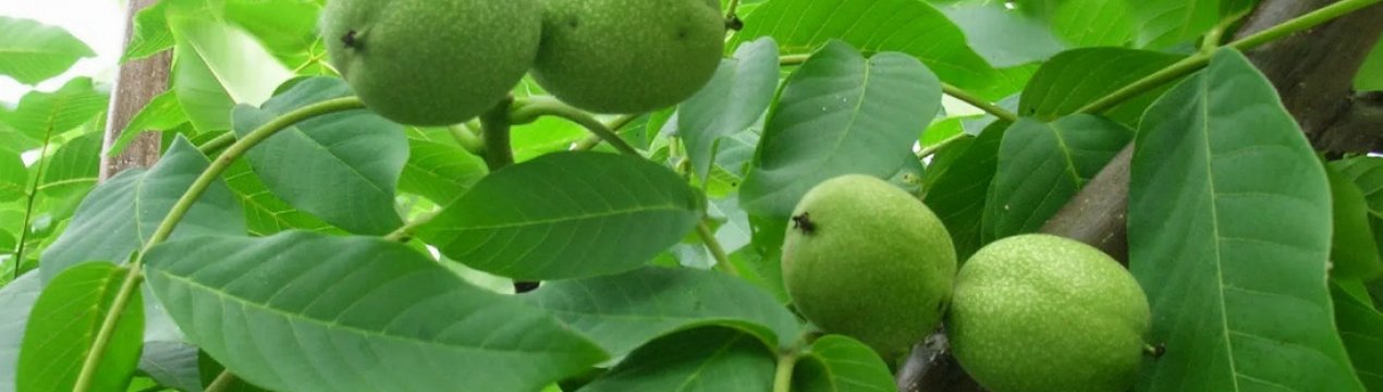 Термін збору волоських горіхів