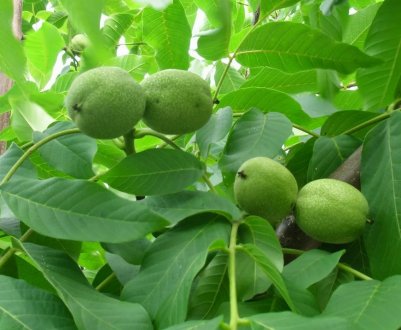Термін збору волоських горіхів
