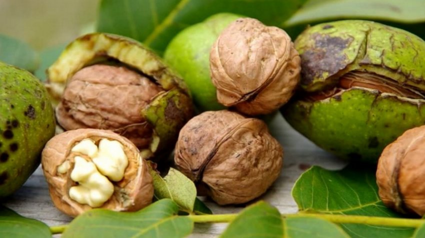 Плоди волоського горіха Плоди волоського горіха