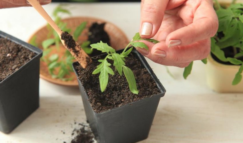 Розсада томатів Розсада томатів