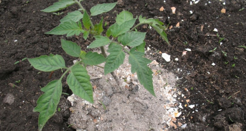 Підживлення томатів Підживлення томатів