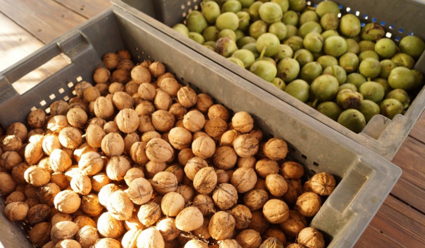 Урожай волоських горіхів Урожай волоських горіхів