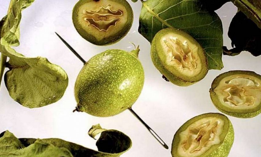 Визначення рівня стиглості горіха Визначення рівня стиглості горіха