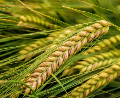 Казахські аграрії почали швидше рухатись по полю