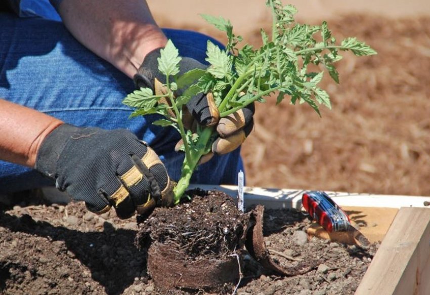 Висадка розсади в грунт Висадка розсади в грунт