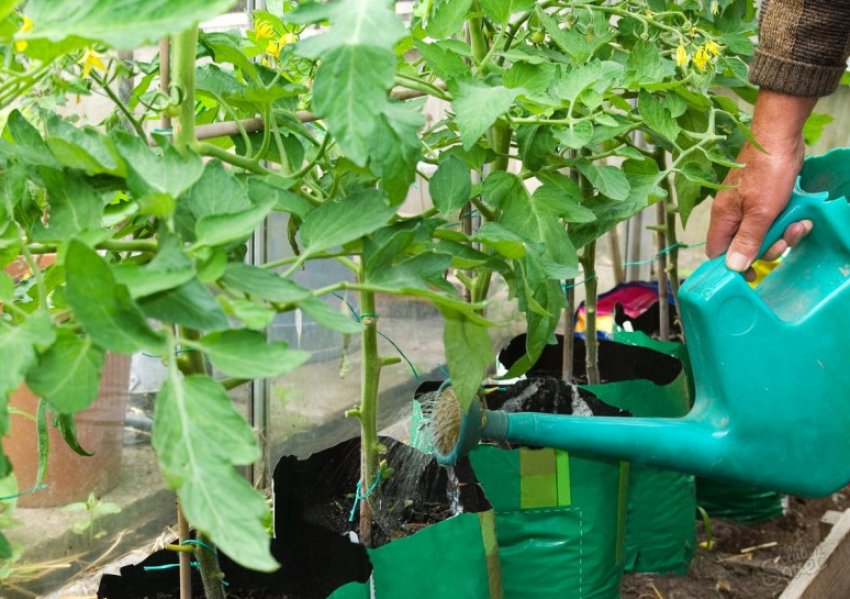 Полив і добриво томатів Полив і добриво томатів