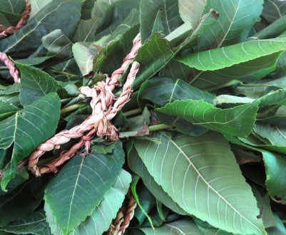 Користь і шкода листя чорного горіха