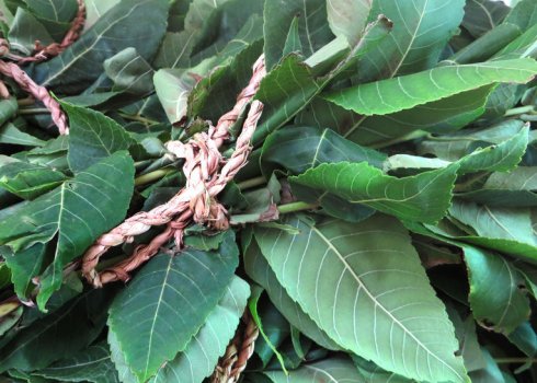 Користь і шкода листя чорного горіха