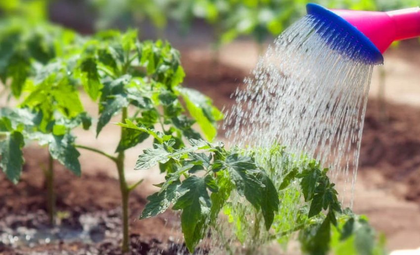 Полив томатів Полив томатів