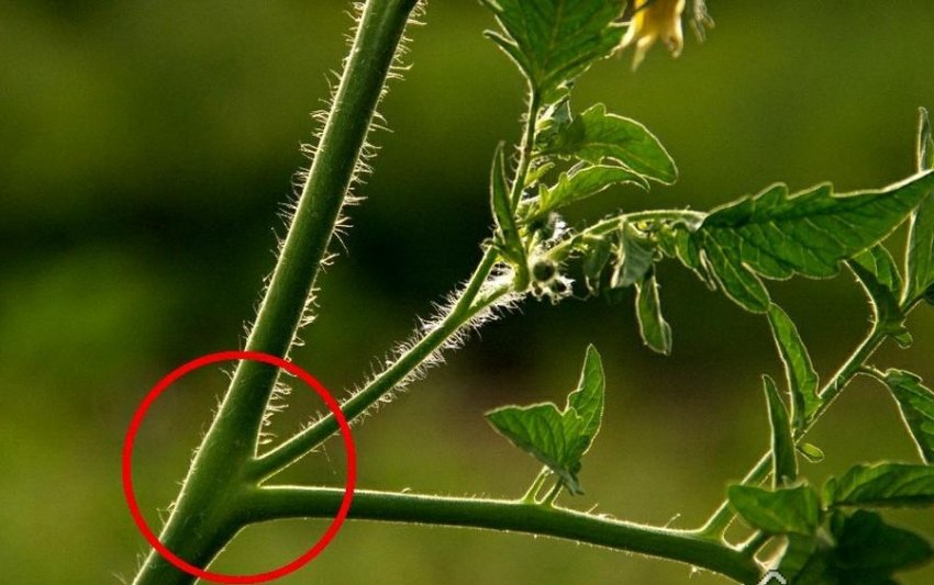 Пасинкування помідорів Пасинкування помідорів