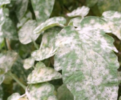 Білі плями на томатах: чому з'являються і як від них позбавитися