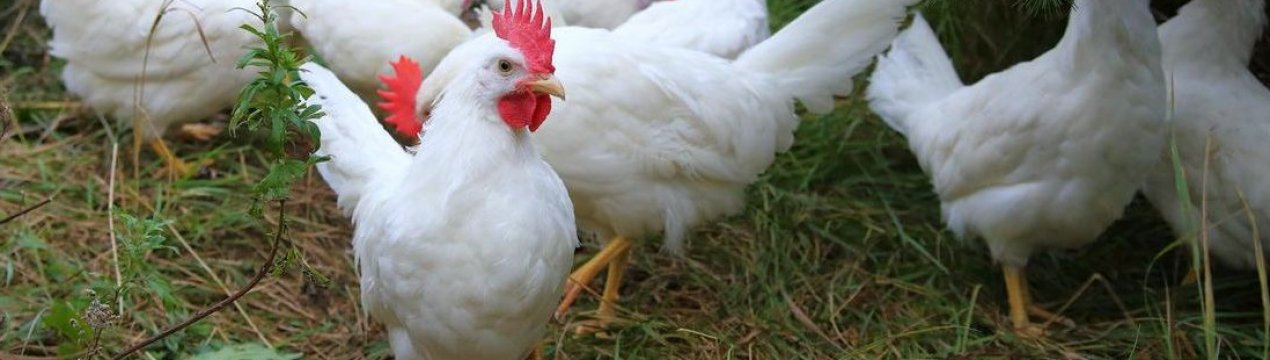 Карликовий леггорн (В-33): опис породи, утримання та догляд