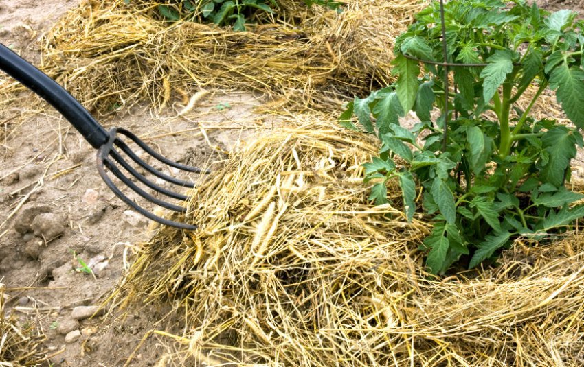 Мульчування грунту Мульчування грунту