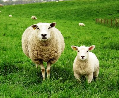 Відроджувати вівчарство планують у Херсонській області