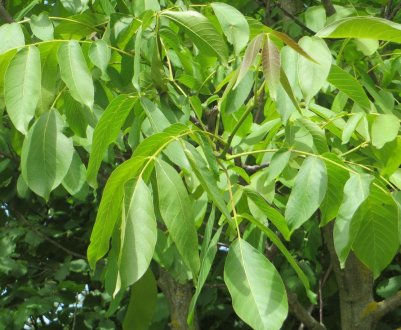 Що робити, якщо волоський горіх не плодоносить?