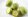 Настойка зеленый грецкий орех полезные свойства и противопоказания thumbnail