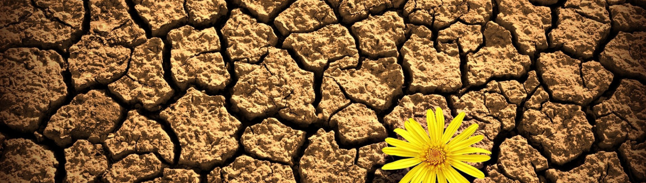 В ЄС мають намір полегшити долю постраждалих від посухи фермерів