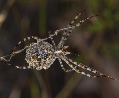 Вчені планують «вбудовувати» павуковий отруту в сільськогосподарські рослини