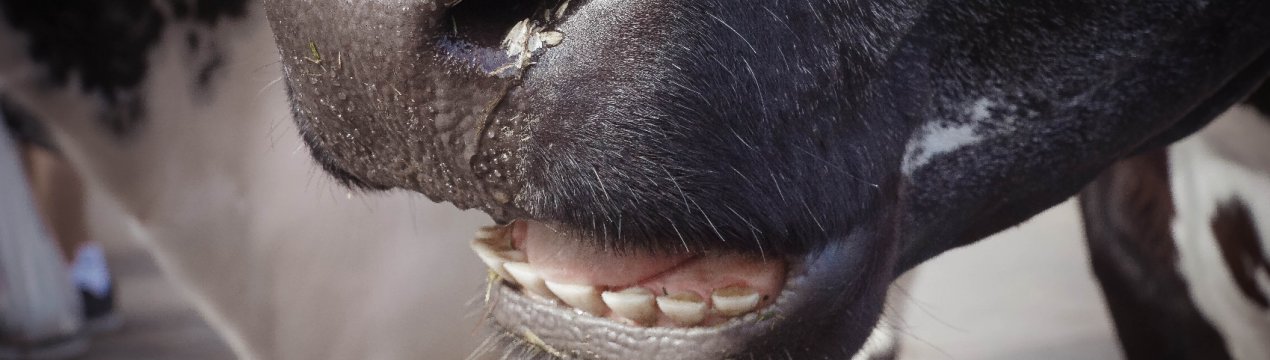 Зубы у коров: их количество, строение и причины выпадения