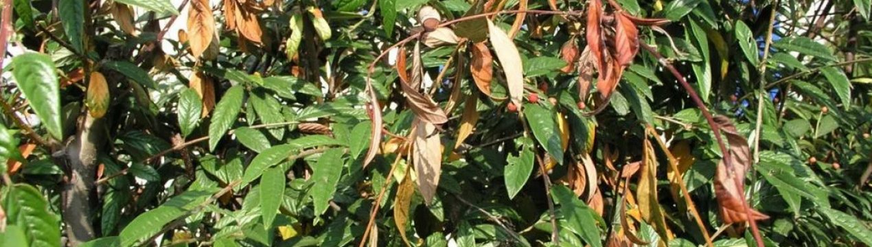 Лікування мигдалевого дерева від хвороб