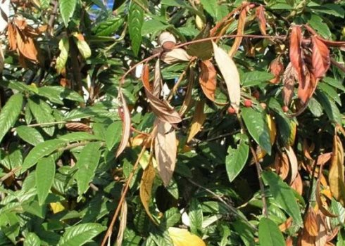 Лікування мигдалевого дерева від хвороб