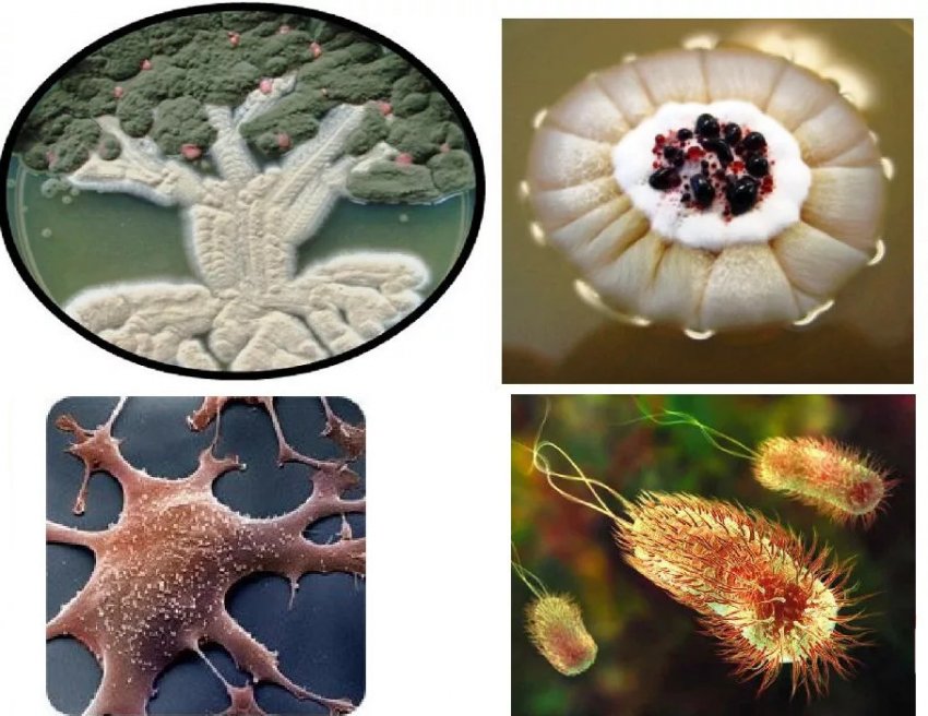 Патогенні гриби