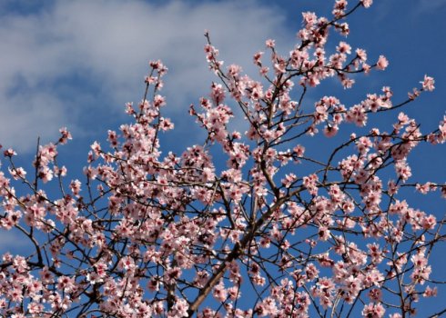 Як правильно стригти мигдальне дерево