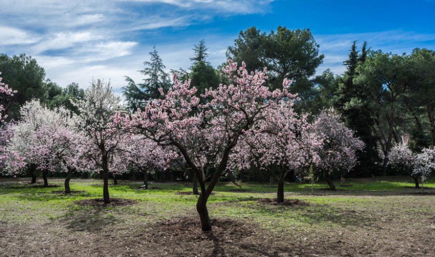 Мигдальне дерево