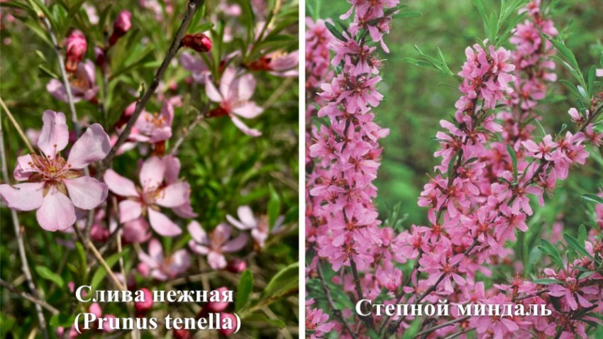 Декоративні сорти мигдалевих дерев