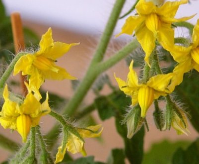Чим і як підгодувати помідори під час цвітіння і плодоношення в теплиці