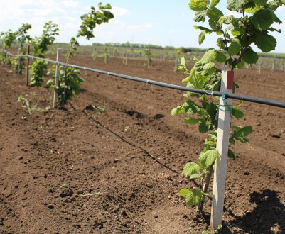 Догляд та вирощування фундука в домашніх умовах